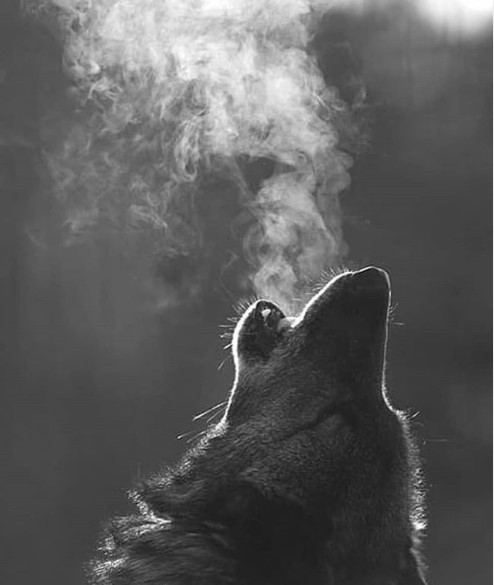 howling wolf on cold night