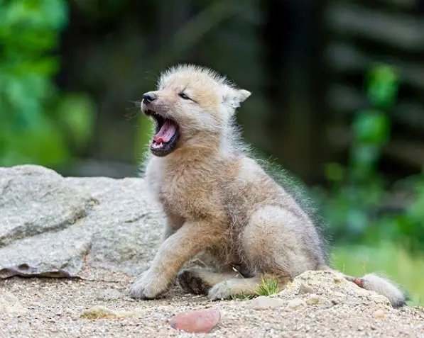 yawning Wolf Puppy while sitting on a big rock