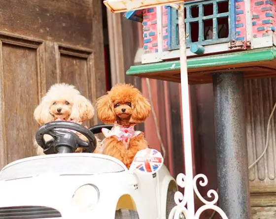 two Poodle sitting in a car toy