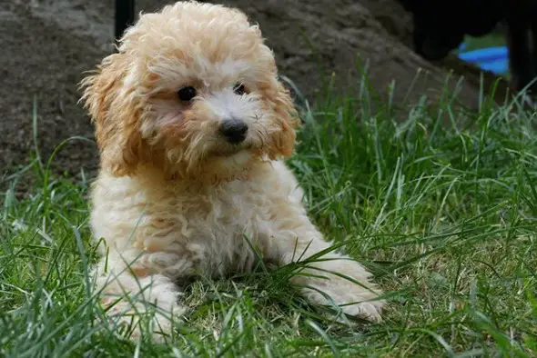 cream Poodle Puppy lying on the green grass