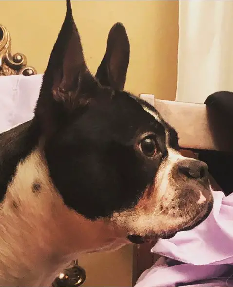side view face of a Boston Terrier while staring