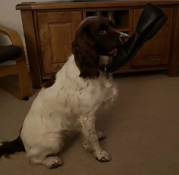 Springer Spaniel sitting on the floor with shoes in its mouth