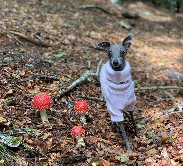 An Italian Greyhound wearing a sweater while running in the forest