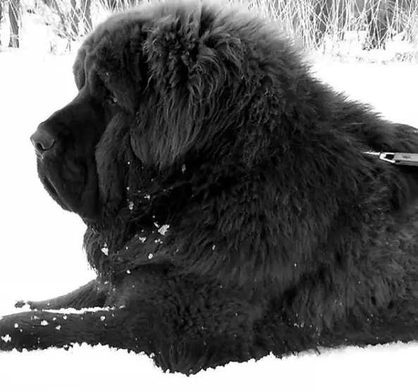 black Tibetan Mastiff lying down in snow