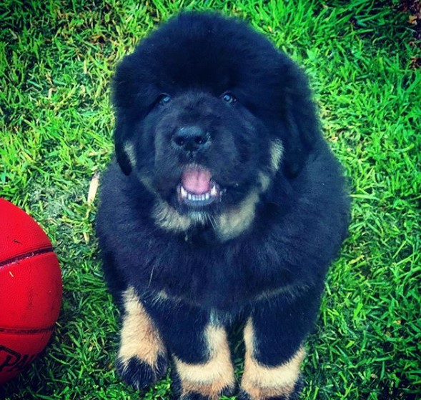A Tibetan Mastiff puppy sitting on the green grass with a b-ball next to him