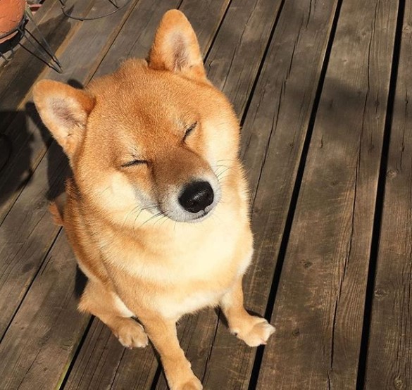 Shiba Inu sitting on the wooden floor with its eyes close under the sun