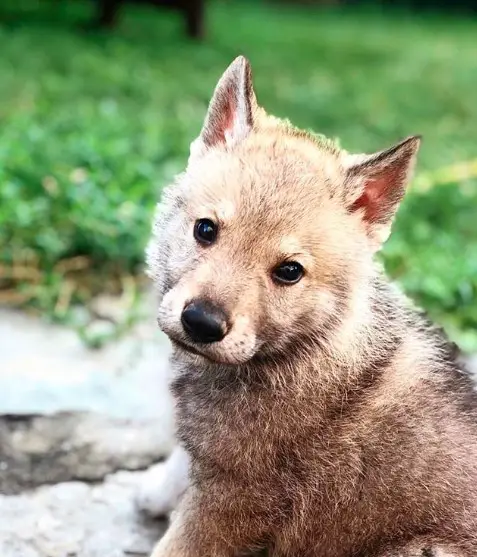 young wolf sitting on the ground