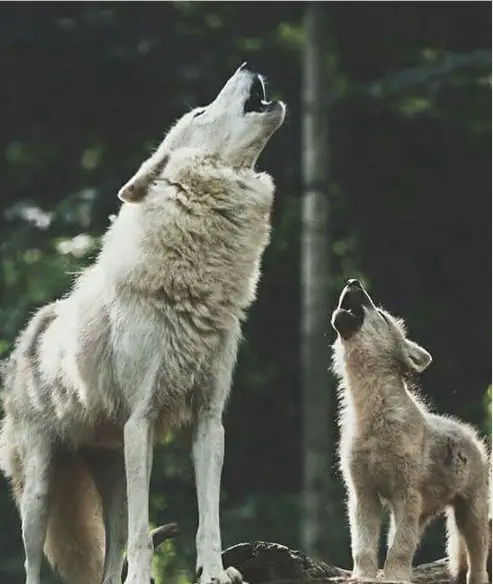adult and puppy wolf howling in the forest