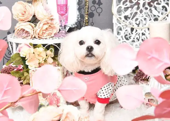 A Poodle wearing a cute pink shirt while sitting on the carpet around a dreamy flower set up