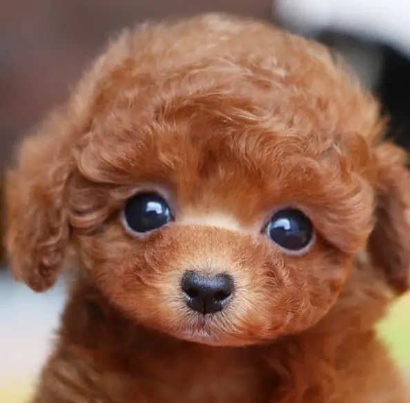 adorable face of a red Poodle Puppy