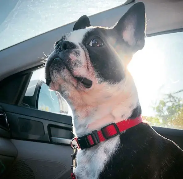 A Boston Terrier sitting in the passenger seat
