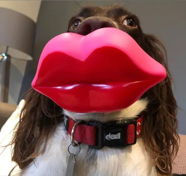 Springer Spaniel with a large lip toy in its mouth
