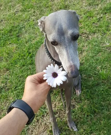 An Italian Greyhound sitting on the grass while smelling the flowers in the hand of a man