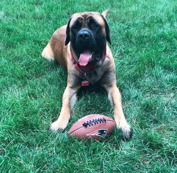 A Mastiff lying on the grass with a baseball- ball in front of him