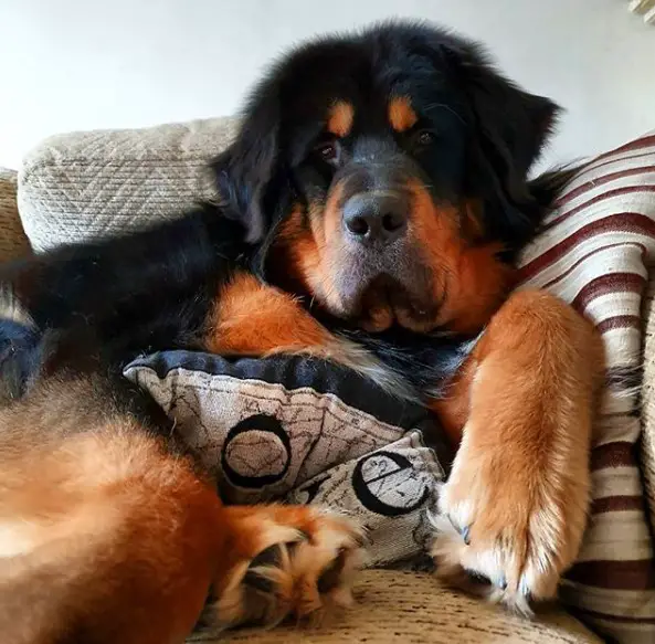 A large Tibetan Mastiff lying on the couch