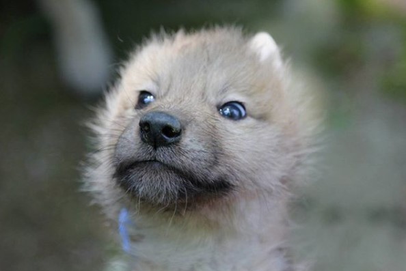curious face of a Wolf Puppy