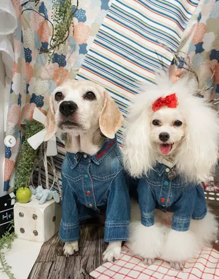 A Poodle wearing a denim jacket while standing on the floor next to another dog