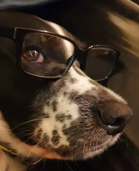 sideview face of Springer Spaniel wearing reading glasses