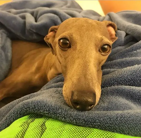 A Greyhound snuggled on a blanket while lying on the bed.