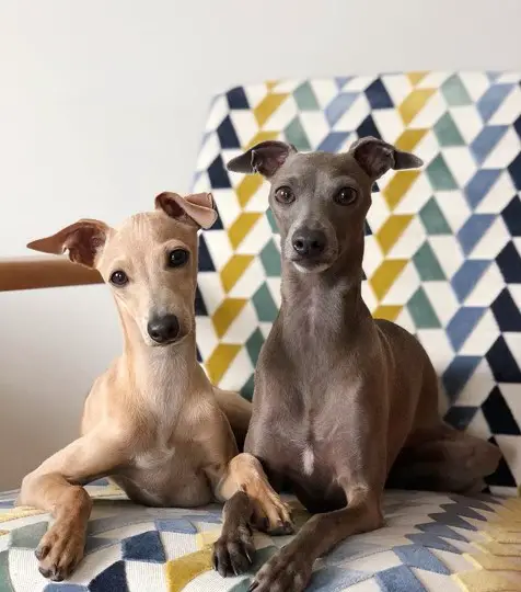 two Italian Greyhounds lying on the couch