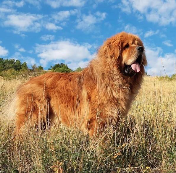 Tibetan Mastiff in the field with green grass under the blue sky