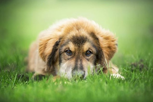 Tibetan Mastiff puppy lying in the green grass