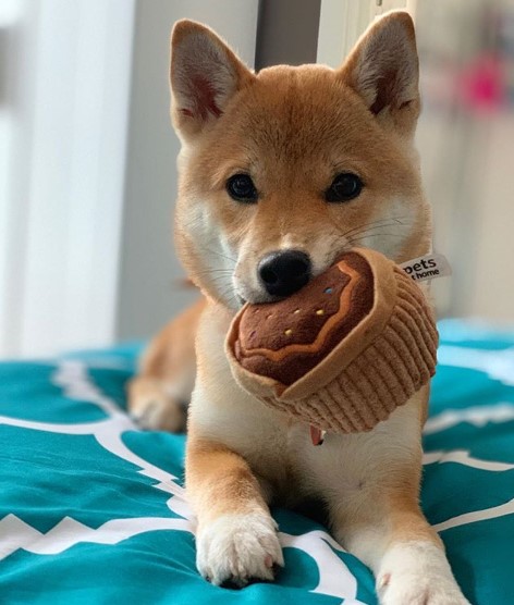 Shiba Inu lying down on the bed with a toy in its mouth