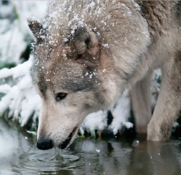 wolf drinking water with snow on its fur