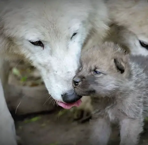 adult wolf licking its puppy