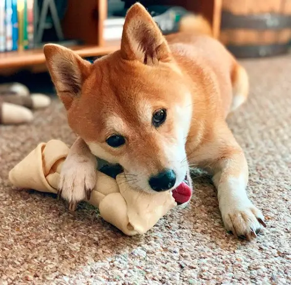 14 Best Nutrition Tips For Your Shiba Inu | Page 3 of 3 | The Paws