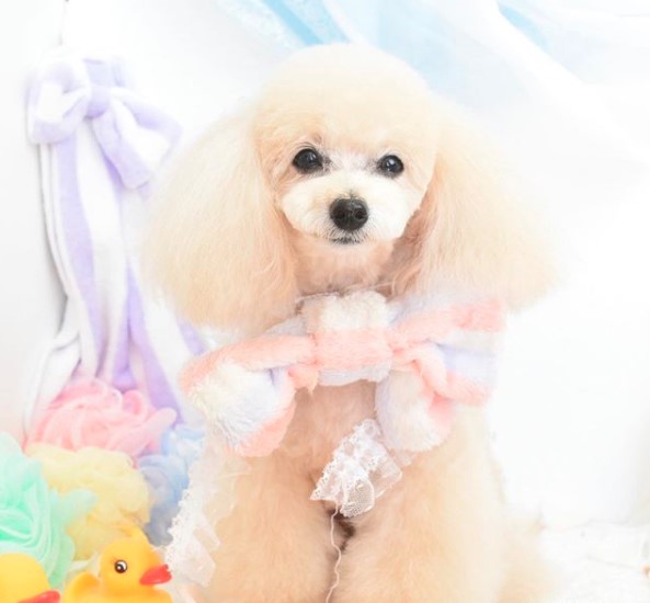 A cream Poodle wearing colorful ribbon on its neck