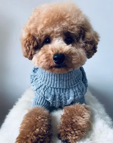 brown Poodle Puppy wearing a blue sweater while lying on its bed