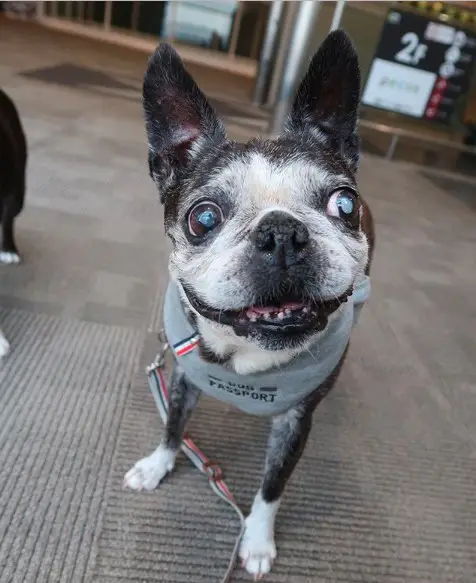 A happy Boston Terrier standing on the floor