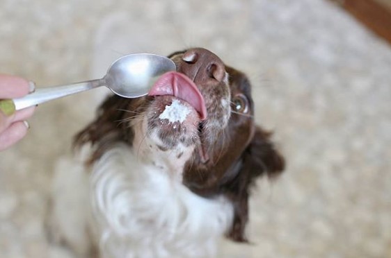 Springer Spaniel sitting on the carpet lick licking the spoon from the hand of a woman