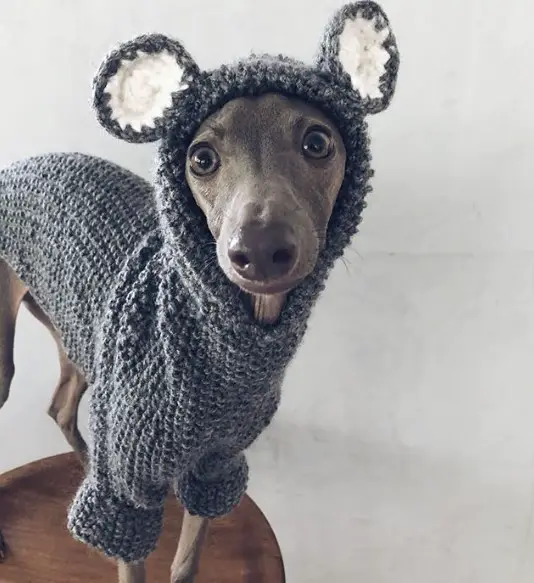 A Greyhound wearing a sweater with mouse ears while standing on the chair