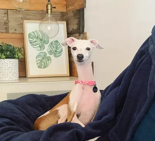 An Italian Greyhound sitting on top of a blanket