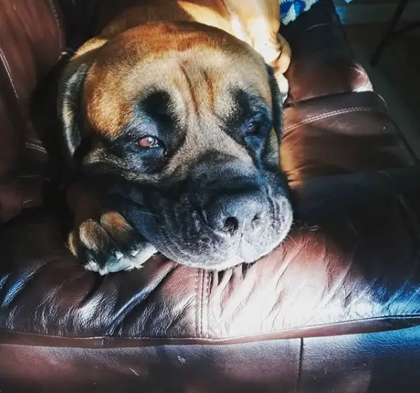 A Mastiff lying on the couch