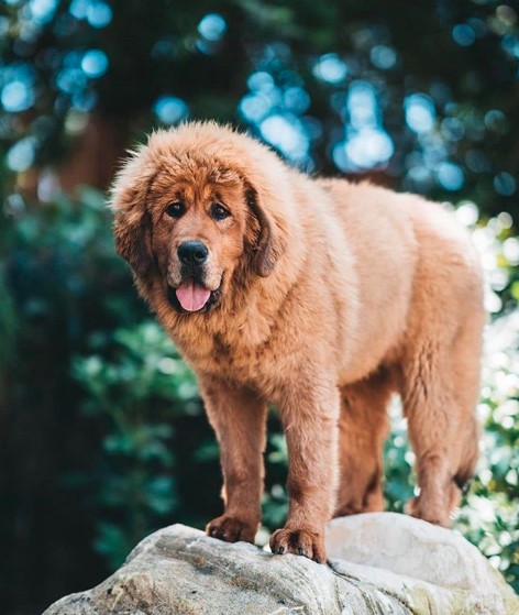 Tibetan Mastiff standing on top of the rock in the forest