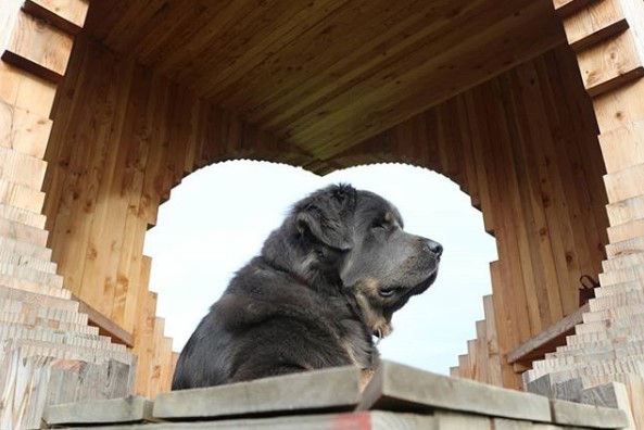 A Tibetan Mastiff sitting inside a wooden feature