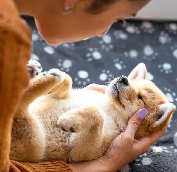 a lady looking at a sleeping Shiba Inu in her arms