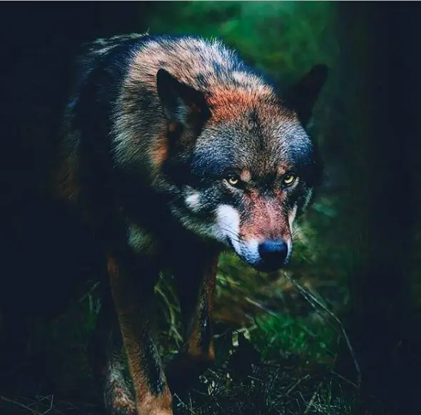 angry face of a wolf in the forest