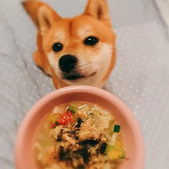 A Shiba Inu sitting on the bed behind its food in a bowl