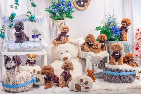 cute Poodle in a cute set up that made them look like teddy bear stuffed toys