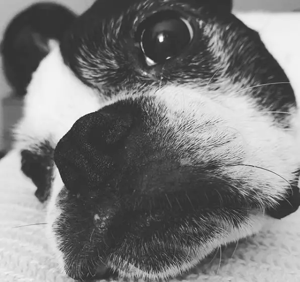 adorable face of a Boston Terrier lying down on the bed