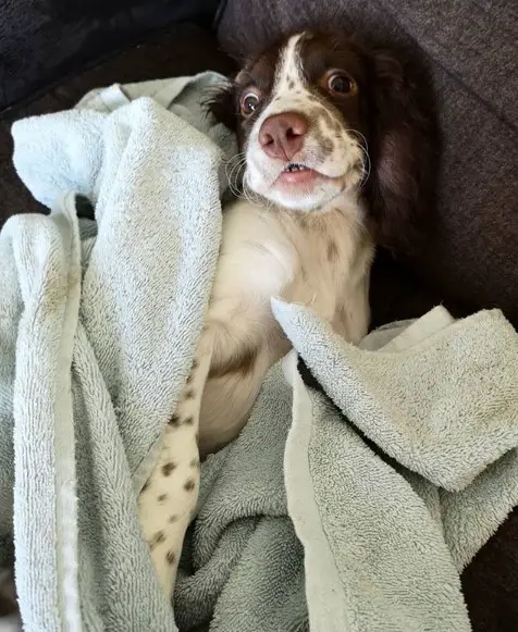 Springer Spaniel lying on the couch with its wide eyes and cute smile while snuggled in blanket
