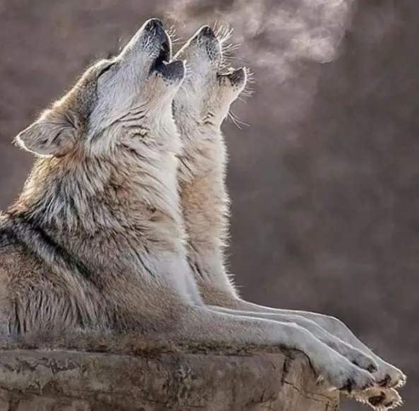 two howling wolves in cold