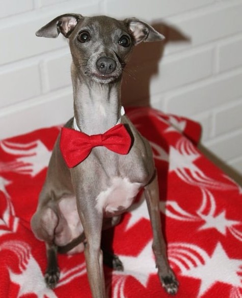 An Italian Greyhound sitting on top of the table while wearing a red bow tie