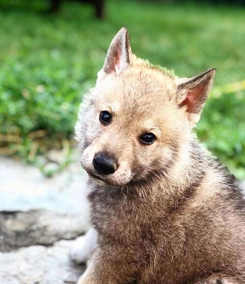 Wolf Puppy resting on top of a rock in the forest