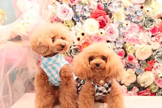 two apricot Poodles sitting on top of the table with flower wall behind them