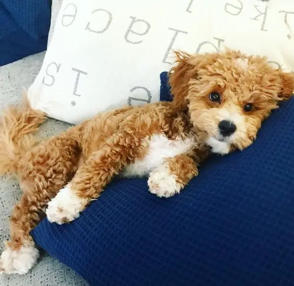 Poodle Puppy lying on the couch leaning on the pillow